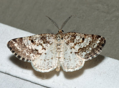 Powder Moth - Eufidonia sp.