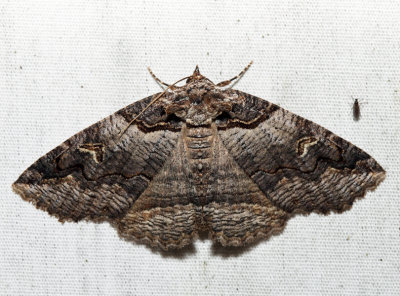 8713 – Bold-based Zale Moth – Zale lunifera