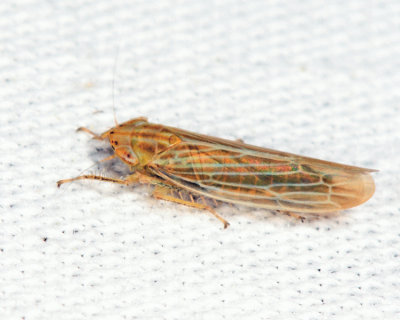 Leafhoppers genus Cicadula
