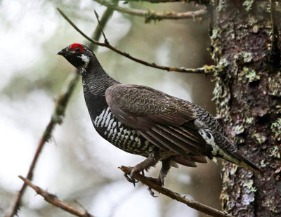 Spruce Grouse - Falcipennis canadensis