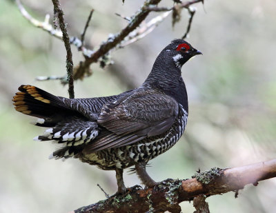 Spruce Grouse - Falcipennis canadensis