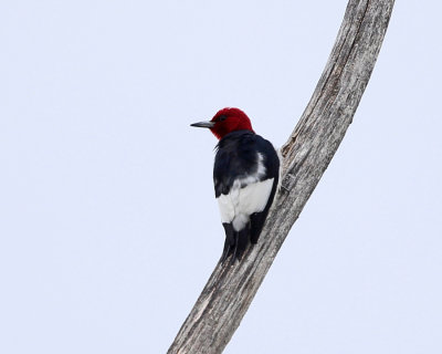 Red-headed Woodpecker - Melanerpes erythrocephalus