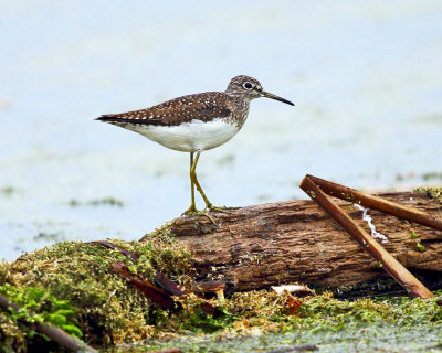 Solitary Sandpiper - Tringa solitaria