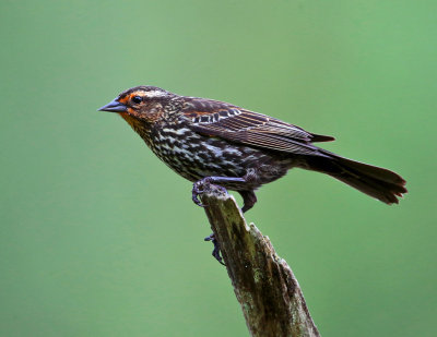 Red-winged Blackbird - Agelaius phoeniceus (female)