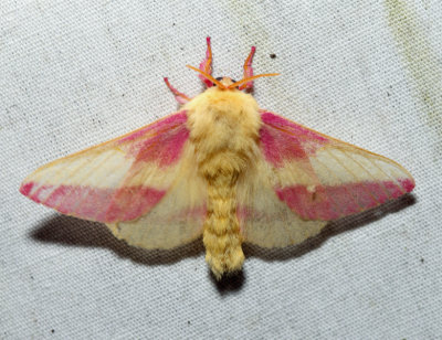 7715 - Rosy Maple Moth - Dryocampa rubicunda