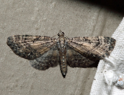 7449 - Small Pine Looper - Eupithecia palpata (male)