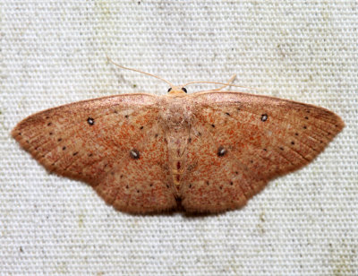 7136 - Packard's Wave Moth - Cyclophora packardi