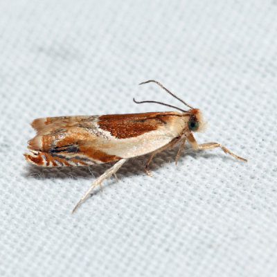 3366 – Ancylis laciniana