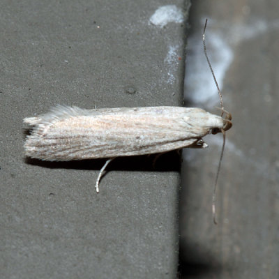 2267 – Fernald's Helcystogramma Moth – Helcystogramma fernaldella 