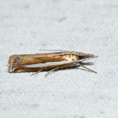5355 – Common Grass-veneer – Crambus praefectellus