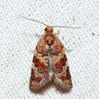 3597 - Red-banded Leafroller - Argyrotaenia velutinana