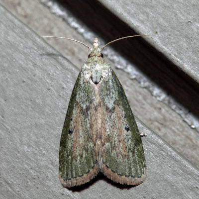 5629 - Bee Moth - Aphomia sociella (female)
