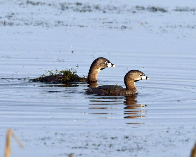 Pied-billed Grebe - Podilymbus podiceps