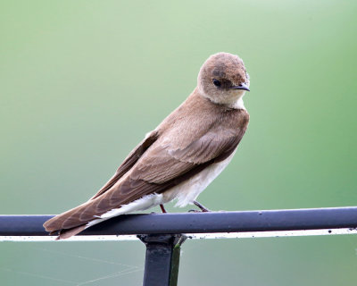 Northern Rough-winged Swallow - Stelgidopteryx serripennis