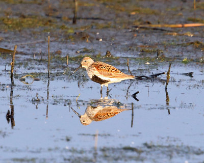 Dunlin - Calidris alpina