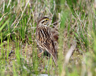 Savannah Sparrow - Passerculus sandwichensis