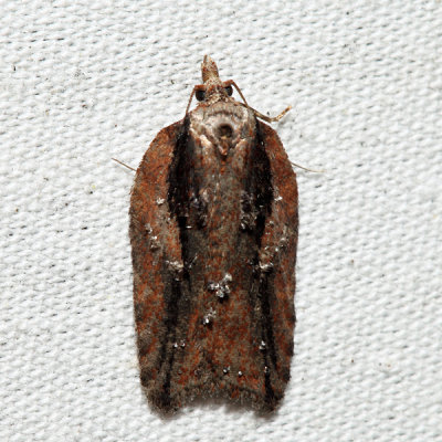 3542  Multiform Leafroller  Acleris flavivittana