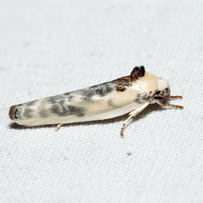 1014 – Pale Gray Bird-dropping Moth – Antaeotricha leucillana
