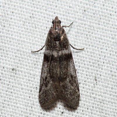 5653 – Cranberry Fruitworm Moth – Acrobasis vaccinii