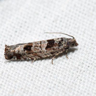 3251  Bare-patched Leafroller  Pseudexentera spoliana