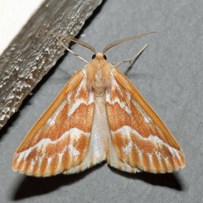 6864 - Northern Pine Looper - Caripeta piniata