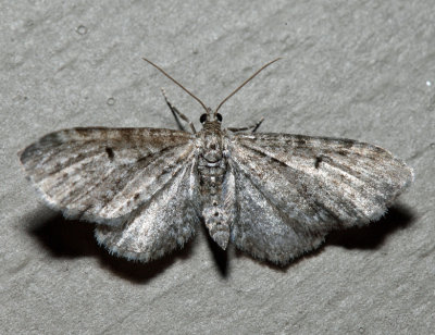7520 - Eupithecia satyrata (male)