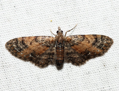 7449 - Small Pine Looper - Eupithecia palpata (female)