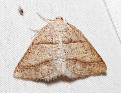 6804 – Northern Petrophora – Petrophora subaequaria