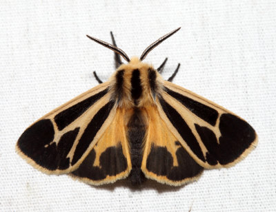 8171 – Nais Tiger Moth – Apantesis nais