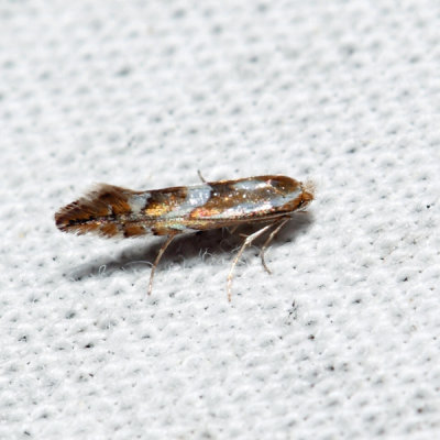 0740 – Spotted Tentiform Leafminer – Phyllonorycter blancardella