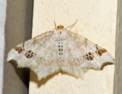 6342 – Red-headed Inchworm Moth – Macaria bisignata