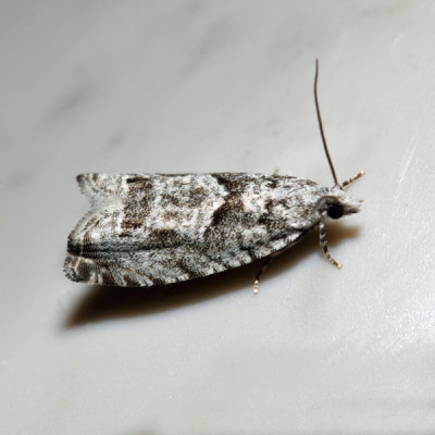 3334 – Maple Trumpet Skeletonizer – Catastega aceriella