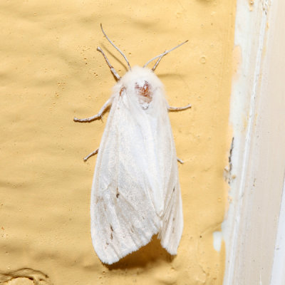 8133 - Pink-legged Tiger Moth - Spilosoma latipennis