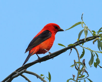 Scarlet Tanager - Piranga olivacea