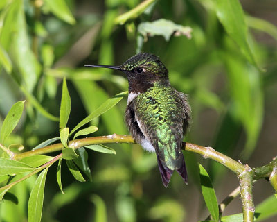 Ruby-throated Hummingbird - Archilochus colubris