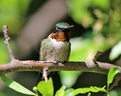 Ruby-throated Hummingbird - Archilochus colubris