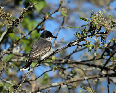 Eastern Kingbird - Tyrannus tyrannus 