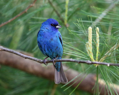 Indigo Bunting - Passerina cyanea