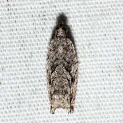 3259 – Arrowhead Moth – Gretchena deludana 