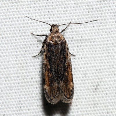 2169  Dusky-backed Filatima  Filatima pseudacaciella 