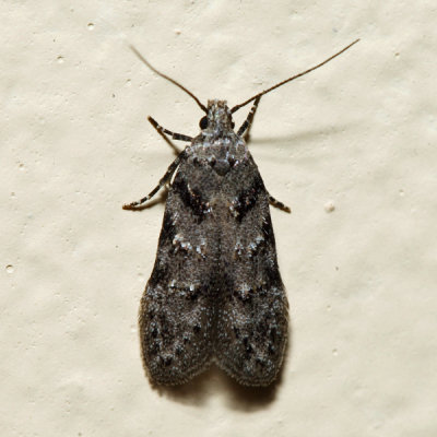 1874 – Pseudotelphusa quercinigracella