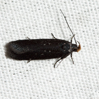 2189 – Aroga epigaeella