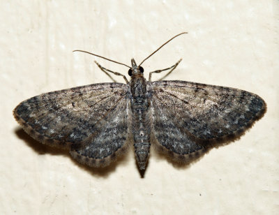7459 - Eupithecia columbiata (male)