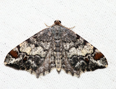 6352 – Granite Moth – Macaria granitata