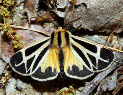 8171 – Nais Tiger Moth – Apantesis nais 