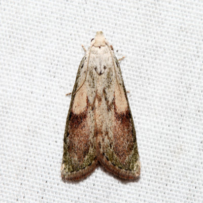 5629 - Bee Moth - Aphomia sociella (male)
