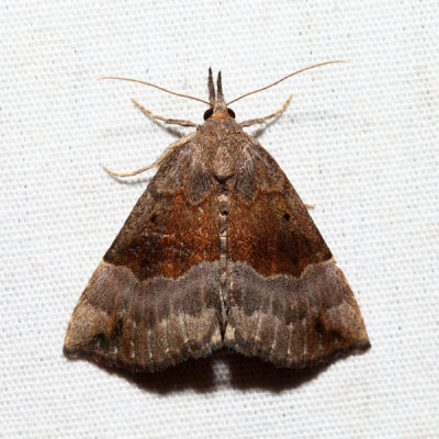 8447  Gray-edged Bomolocha  Hypena madefactalis 