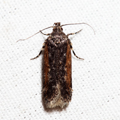 2172 – Filatima serotinella