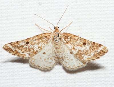 6637 - Pine Powder Moth - Eufidonia convergaria (female)