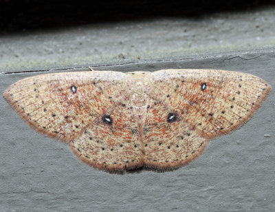 7136 - Packard's Wave Moth - Cyclophora packardi